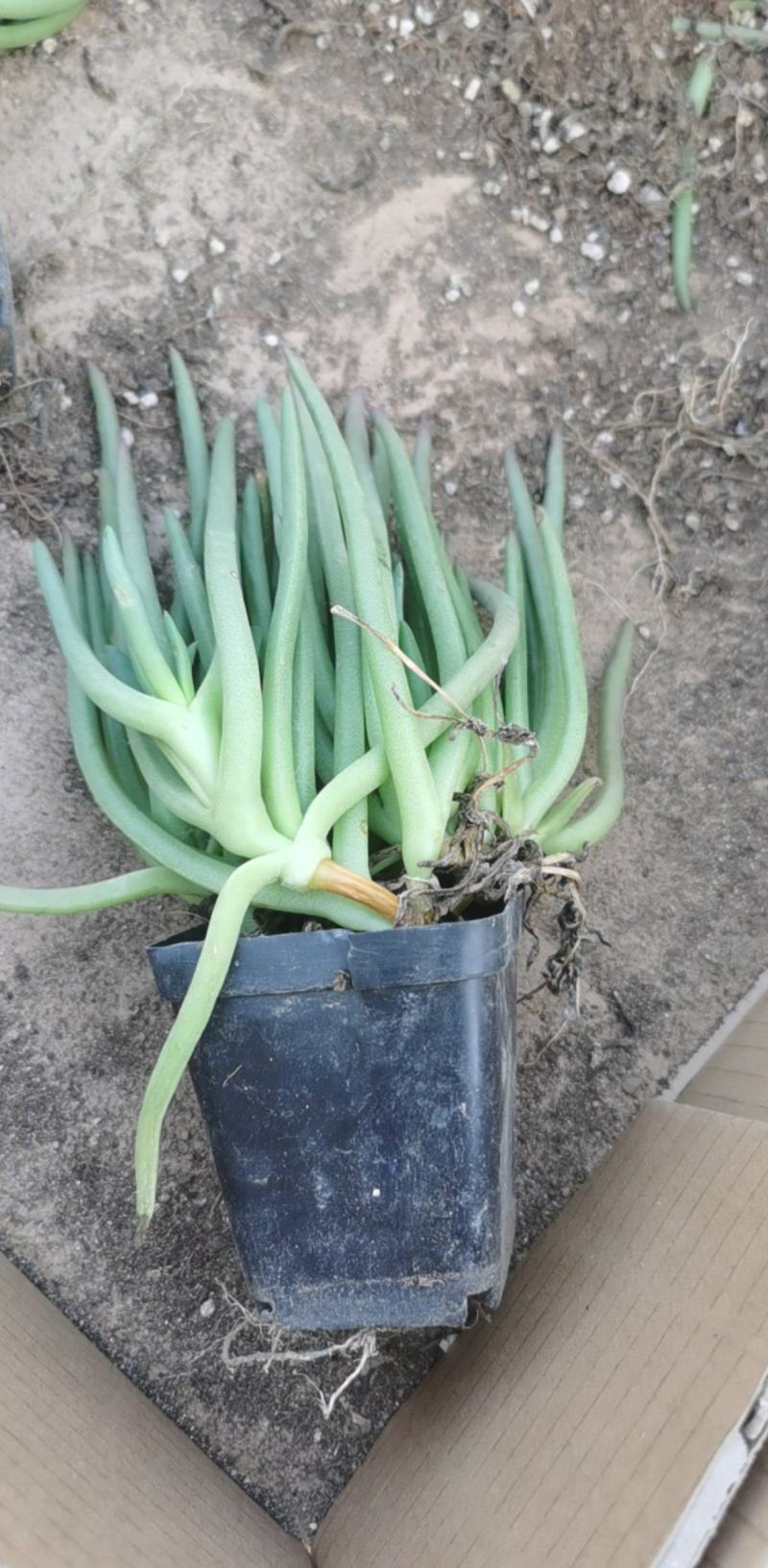 【精选】多肉植物，奔龙，货量充足量大从优欢迎选购!