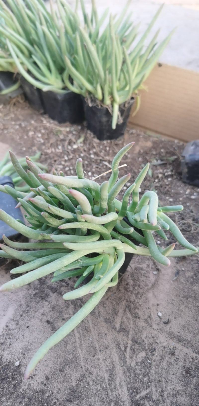 【精选】多肉植物，奔龙，货量充足量大从优欢迎选购!