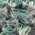 【精选】多肉植物，奔龙，货量充足量大从优欢迎选购!