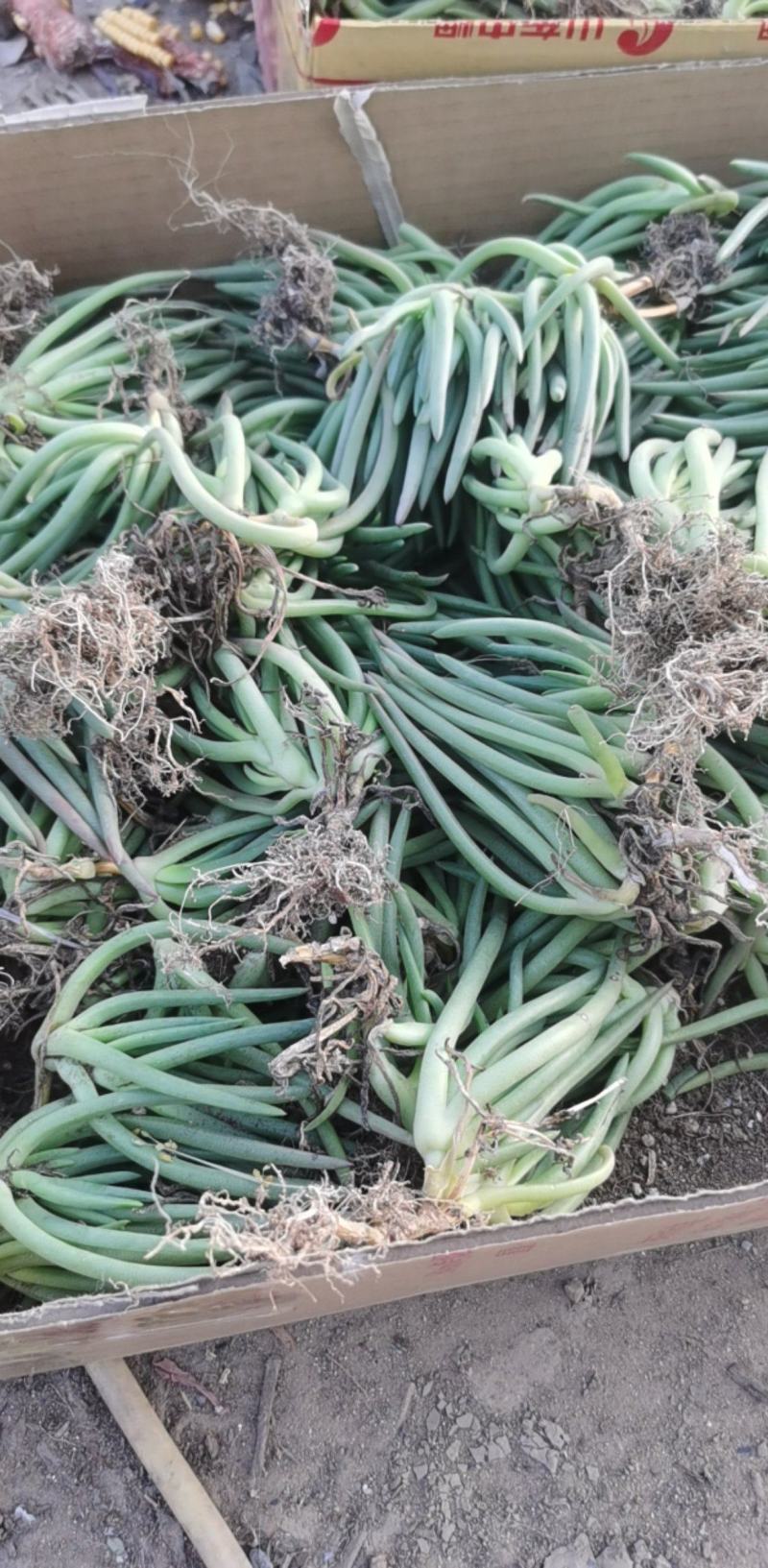 【精选】多肉植物，奔龙，货量充足量大从优欢迎选购!