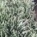【精选】多肉植物，奔龙，货量充足量大从优欢迎选购!