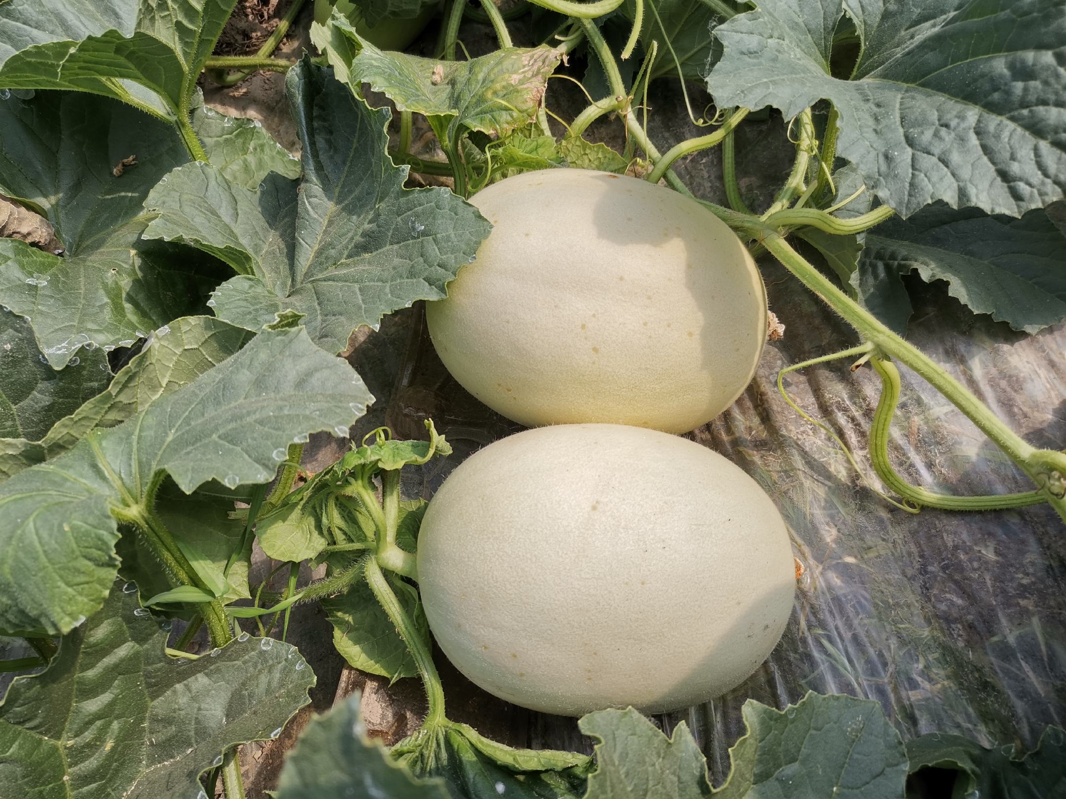 一个成熟的玉菇甜瓜放置在木质背景上,果皮呈乳白色并覆盖着细密均匀的网状纹路,瓜形圆润饱满,旁边有一把尺子显示直径约为15厘米,背景虚化的藤蔓暗示其生长环境 玉菇甜瓜整体外观特写