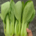 新鲜油菜，优选上海青，产地发货一手货源量大从优
