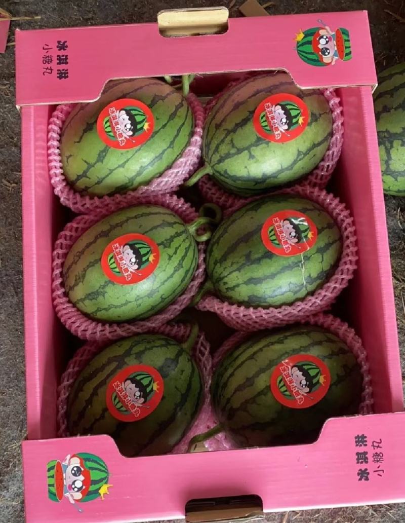 小糖丸吊瓜，2K小吊瓜，牛奶西瓜手掰西瓜产地直发一手货源