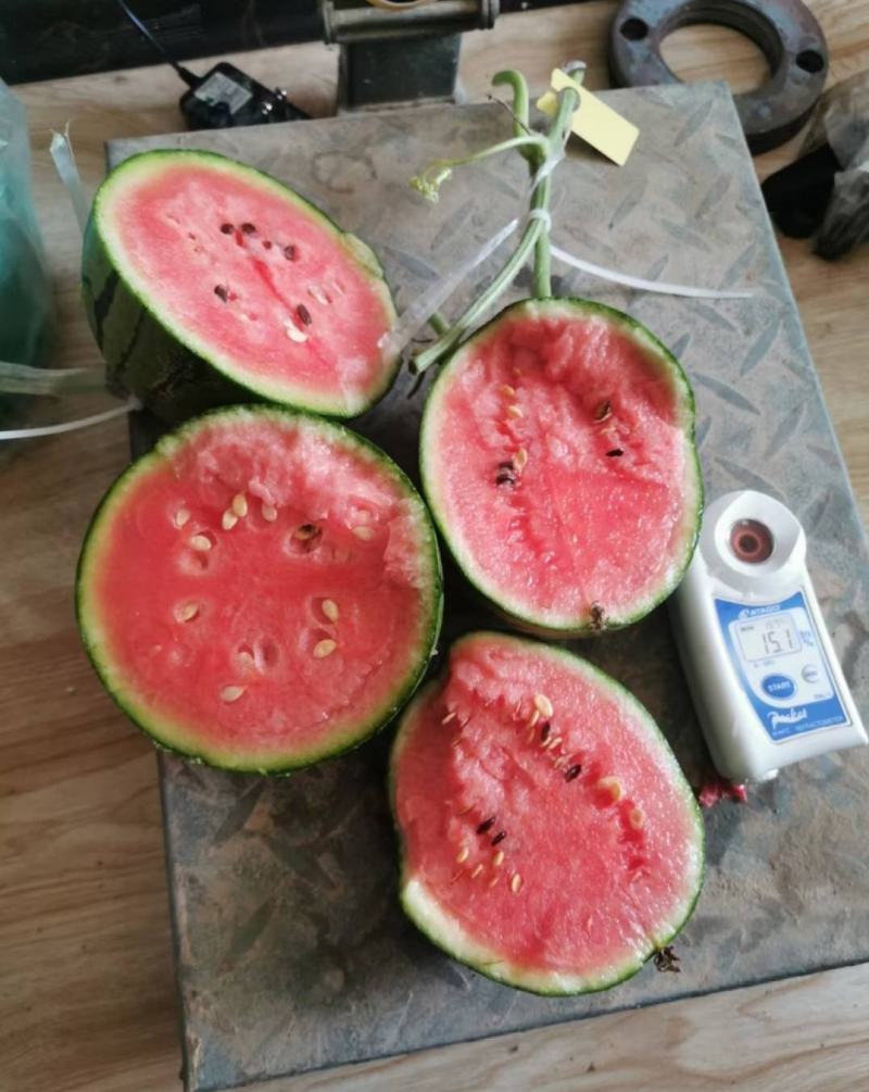 小糖丸吊瓜，2K小吊瓜，牛奶西瓜手掰西瓜产地直发一手货源