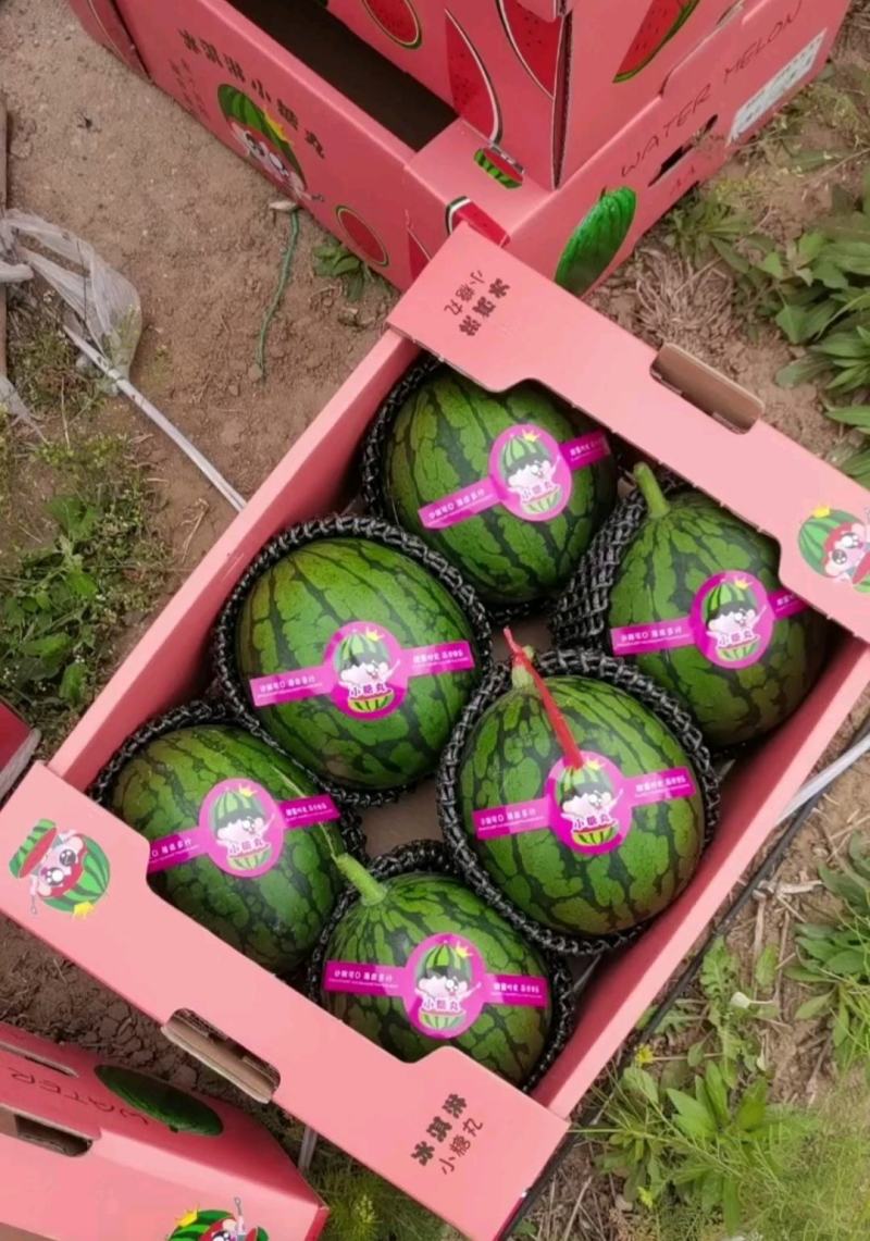 小糖丸吊瓜，2K小吊瓜，牛奶西瓜手掰西瓜产地直发一手货源