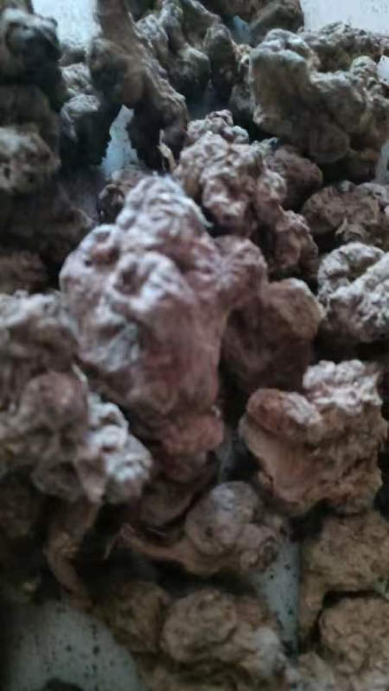洋姜干货洋姜片洋姜疙子都有洋洋种子也有