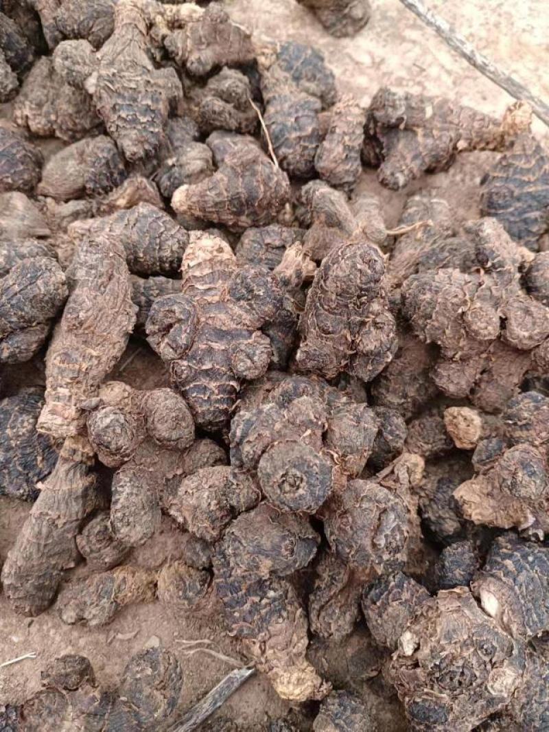 洋姜干货洋姜片洋姜疙子都有洋洋种子也有