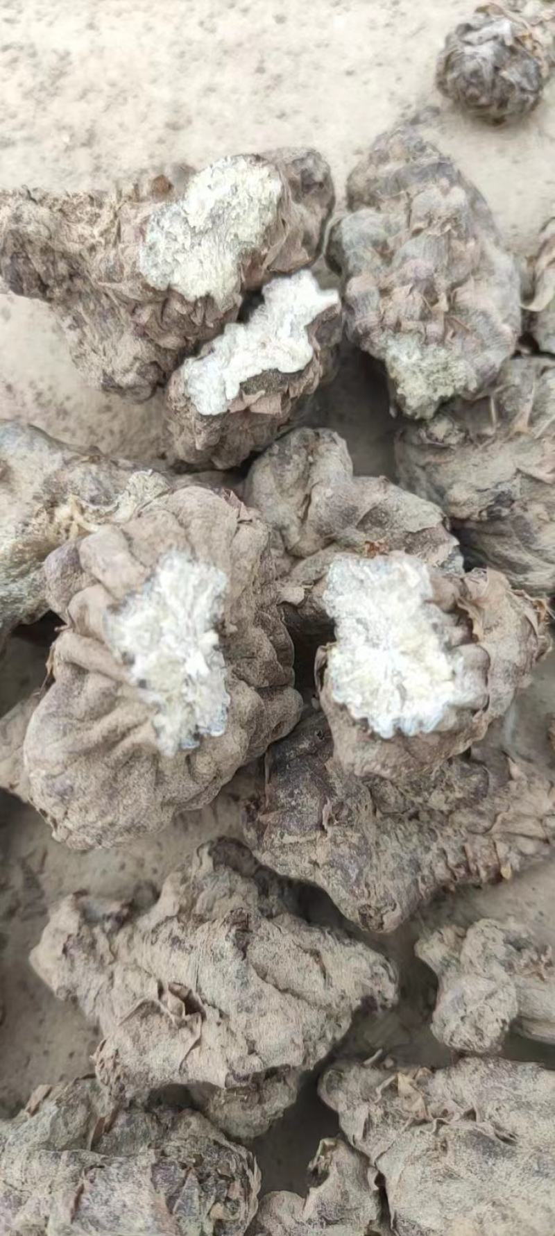 洋姜干货洋姜片洋姜疙子都有洋洋种子也有