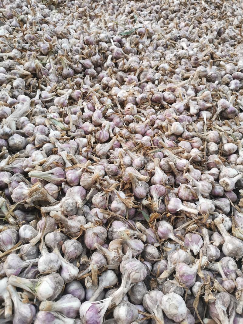 邳州脱水蒜大量供应中。