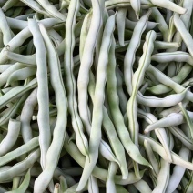 白芸豆、白不老20cm以上、九粒白芸豆大量供应，保证质量