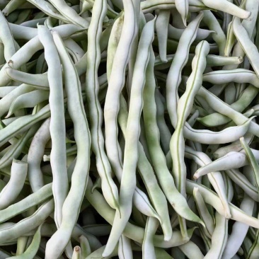 白芸豆、白不老20cm以上、九粒白芸豆大量供应，保证质量