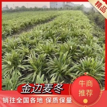 【牛商推荐】荆州金边麦冬原产地现挖现发量大从优