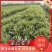 【牛商推荐】荆州金边麦冬原产地现挖现发量大从优