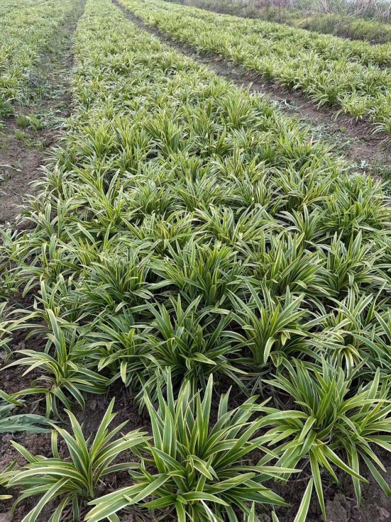【牛商推荐】荆州金边麦冬原产地现挖现发量大从优