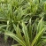 【牛商推荐】荆州金边麦冬原产地现挖现发量大从优