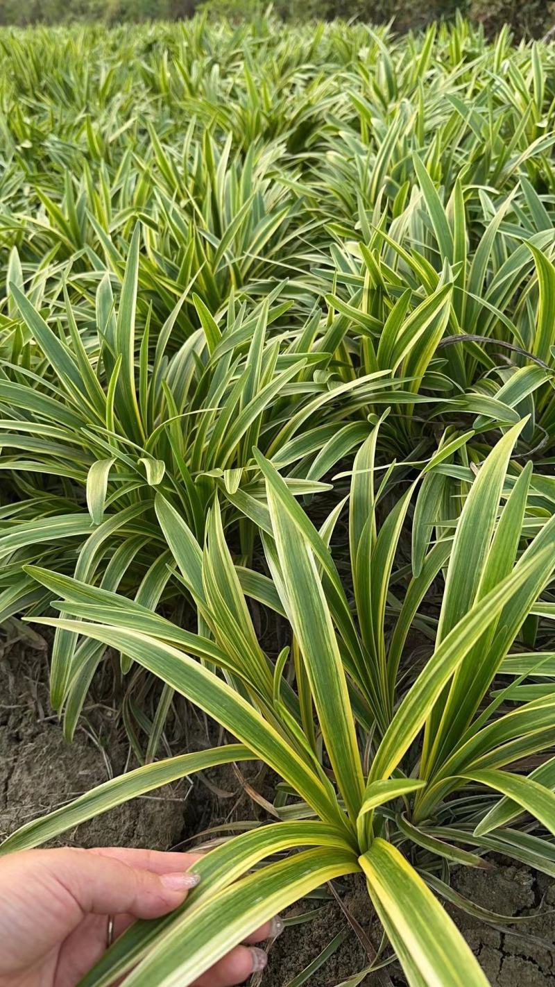 【牛商推荐】荆州金边麦冬原产地现挖现发量大从优