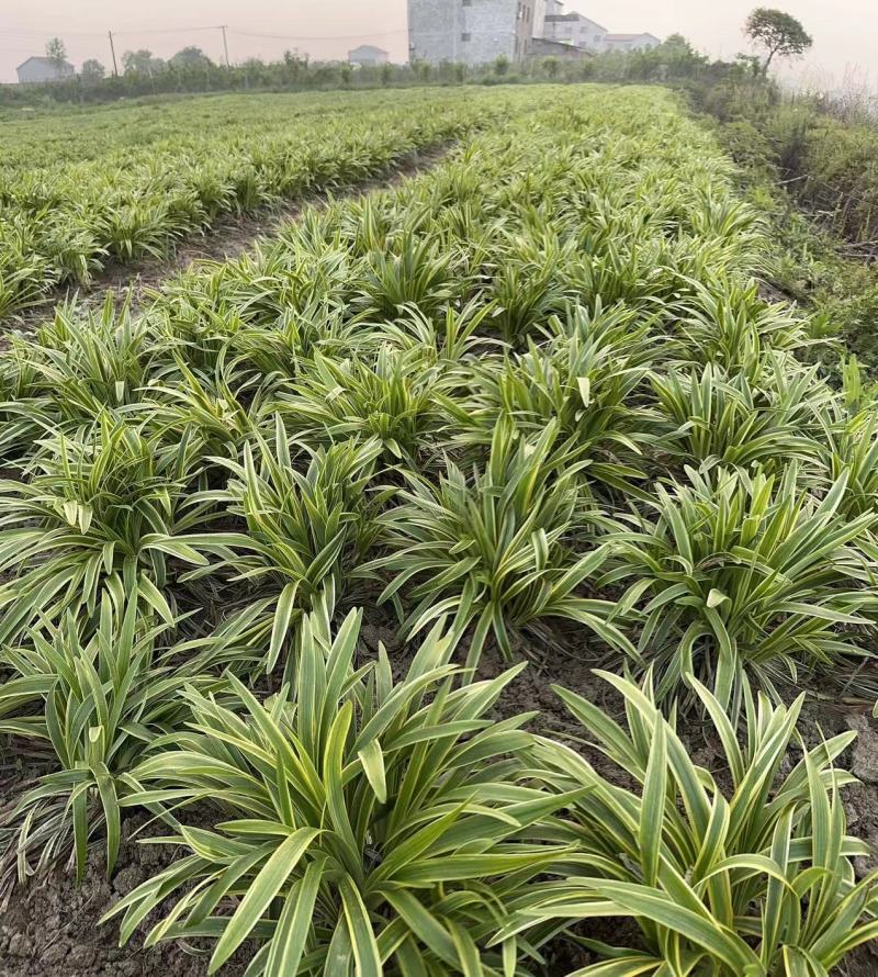 【牛商推荐】荆州金边麦冬原产地现挖现发量大从优
