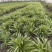 【牛商推荐】荆州金边麦冬原产地现挖现发量大从优