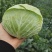 莲花白1-3斤食堂菜