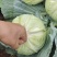 莲花白1-3斤食堂菜