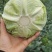 莲花白1-3斤食堂菜