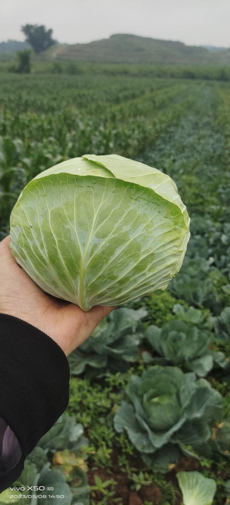 莲花白1-3斤食堂菜