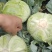 莲花白1-3斤食堂菜