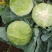 莲花白1-3斤食堂菜