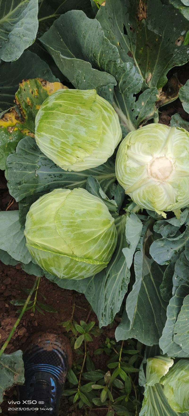 莲花白1-3斤食堂菜