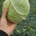 莲花白1-3斤食堂菜