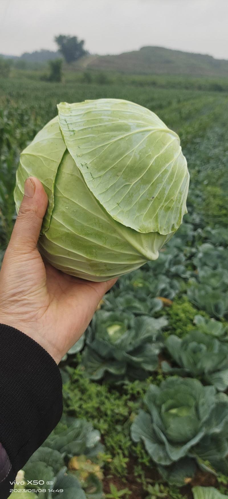 莲花白1-3斤食堂菜
