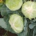 莲花白1-3斤食堂菜