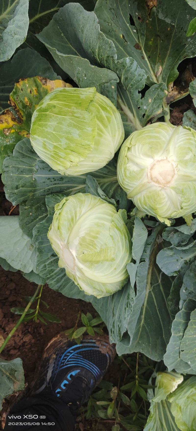 莲花白1-3斤食堂菜