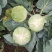 莲花白1-3斤食堂菜