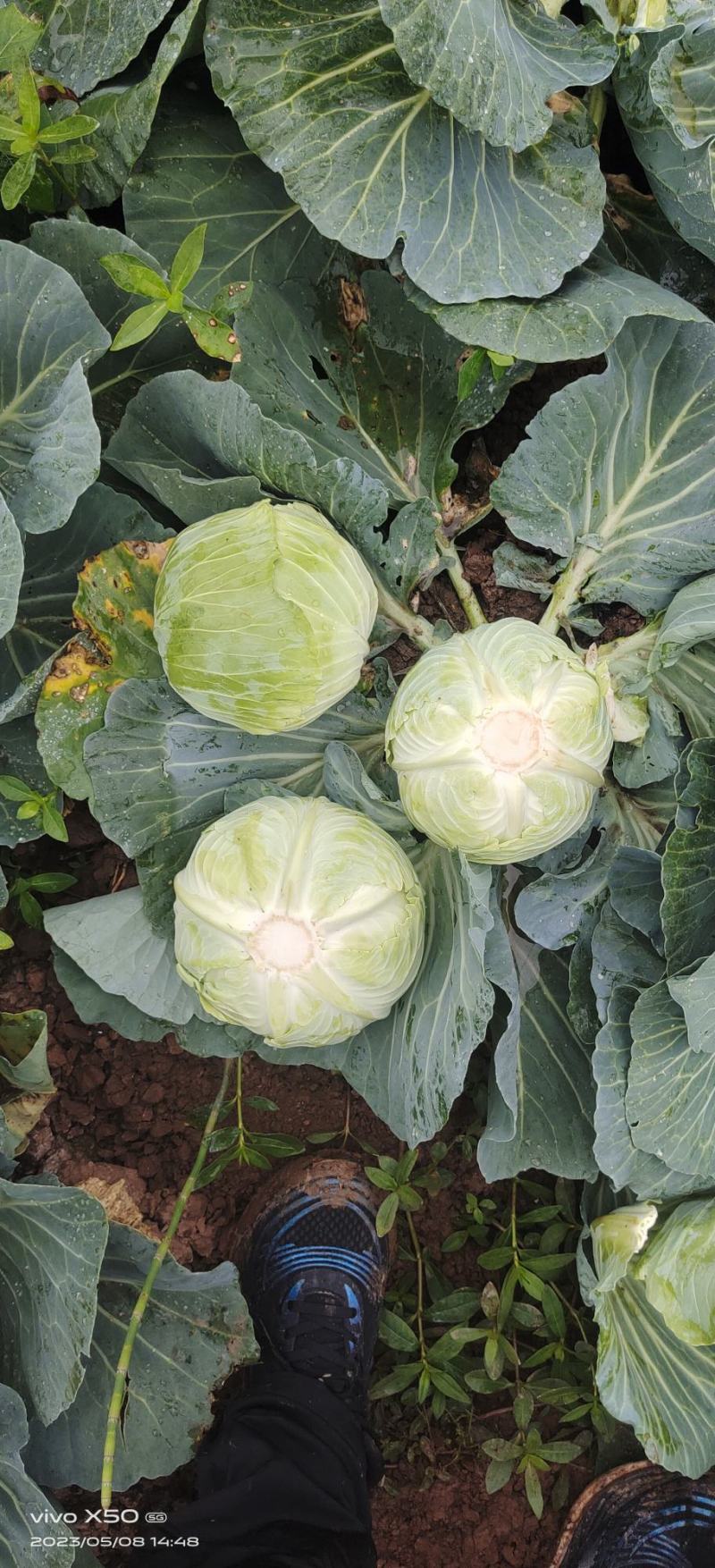 莲花白1-3斤食堂菜