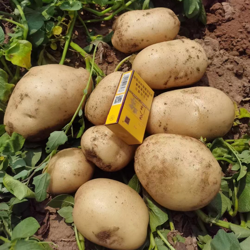 昌黎沃土5号土豆大量上市保质保量可视频看货