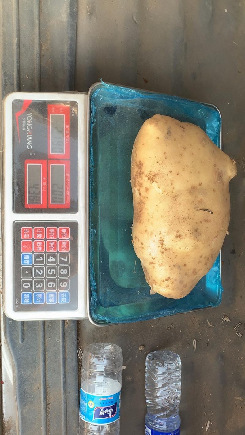 昌黎沃土5号土豆大量上市保质保量可视频看货