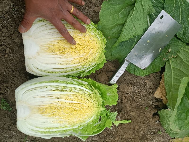 精品玲珑黄矮棵黄心白菜87/114白菜大量有货
