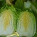 精品玲珑黄矮棵黄心白菜87/114白菜大量有货