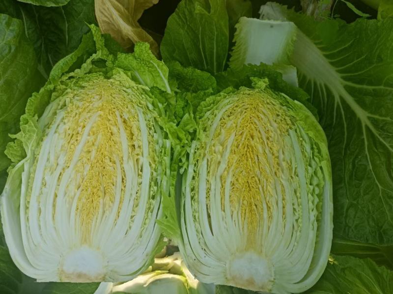 精品玲珑黄矮棵黄心白菜87/114白菜大量有货