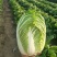 精品玲珑黄矮棵黄心白菜87/114白菜大量有货
