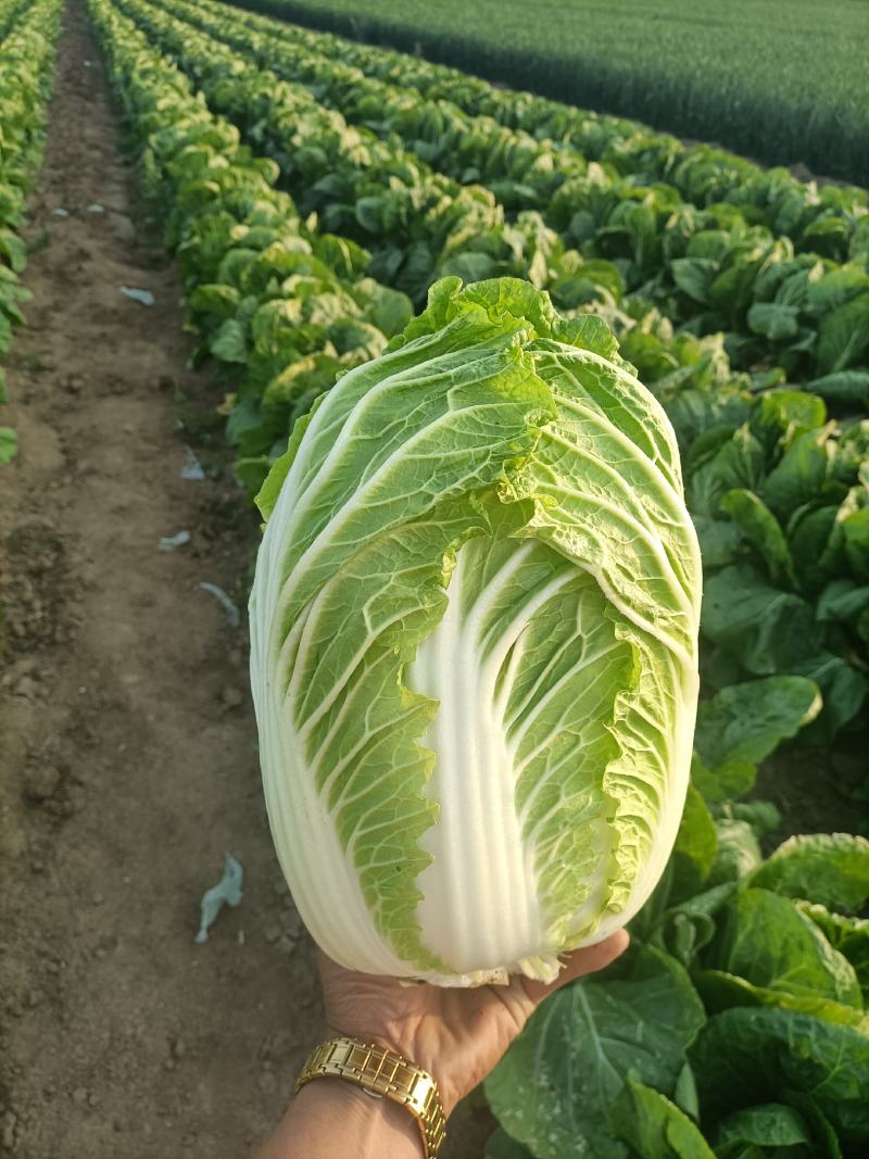 精品玲珑黄矮棵黄心白菜87/114白菜大量有货