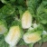 精品玲珑黄矮棵黄心白菜87/114白菜大量有货
