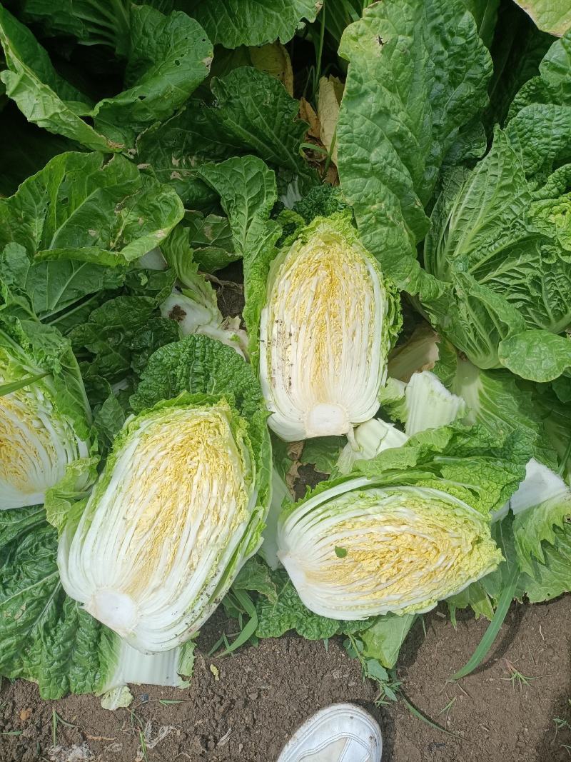 精品玲珑黄矮棵黄心白菜87/114白菜大量有货