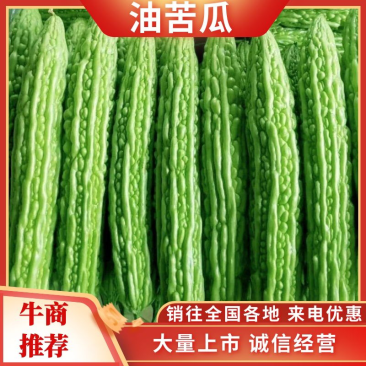 【精品】绿油苦瓜品质保证，产地直供诚信经营，一手货源