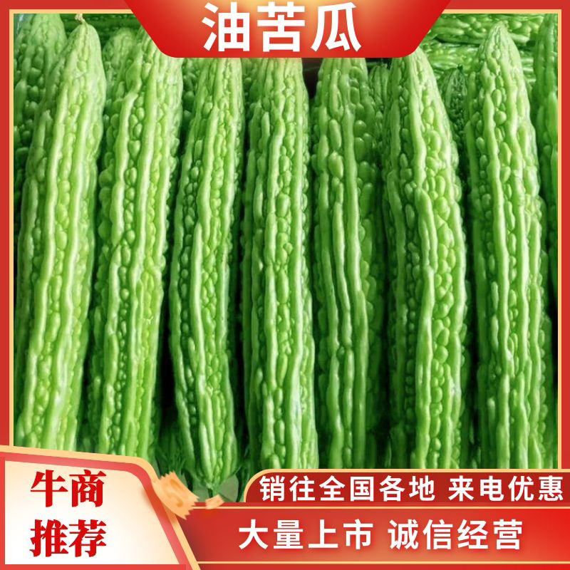 【精品】绿油苦瓜品质保证，产地直供诚信经营，一手货源