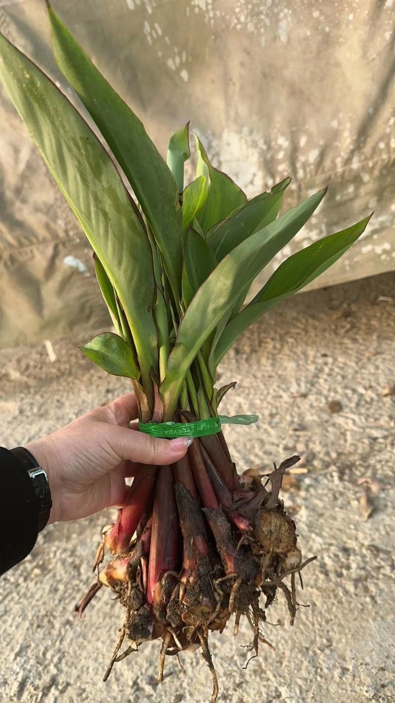 【优选】荆州美人蕉货源稳定量大价可谈欢迎来电