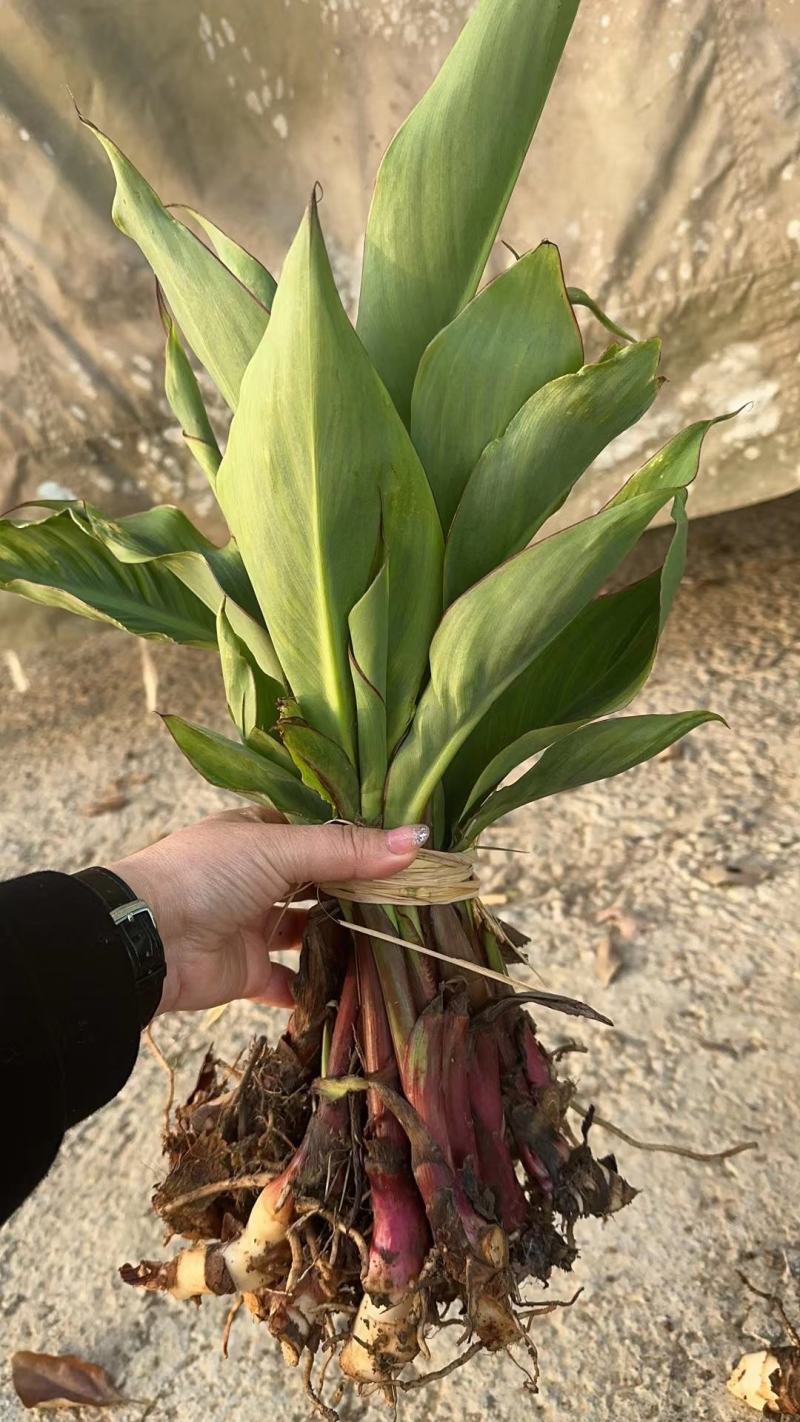 【优选】荆州美人蕉货源稳定量大价可谈欢迎来电