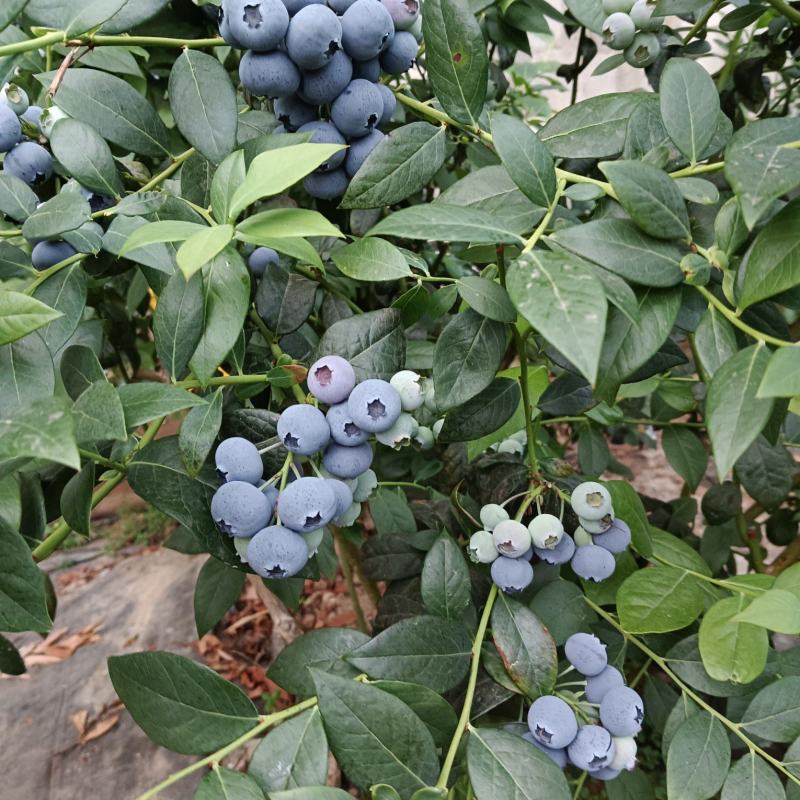 庄河蓝莓